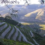 Alto Douro Vinhateiro