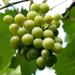 Uvas