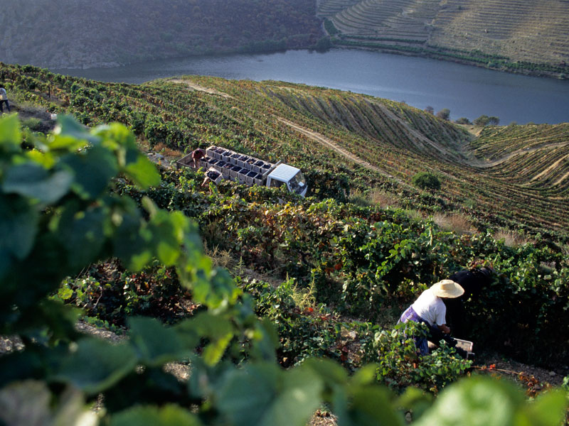 Rota do Vinho no Vale do Douro